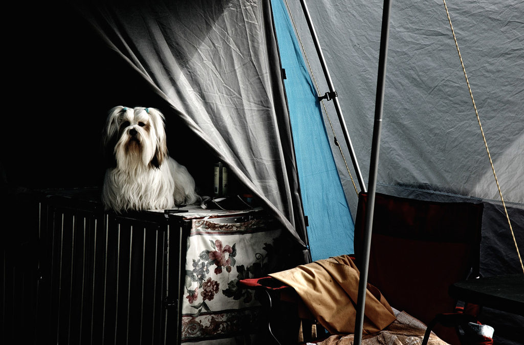 Six beasts showing among best in show
