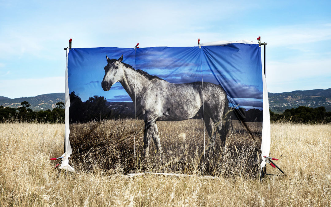 Finalist Adelaide Park Lands Art Prize
