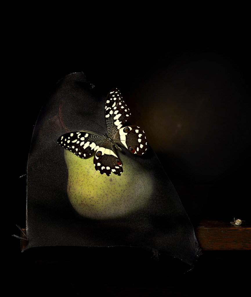 Still life with pear and bush fly